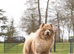 Lilac Merle chow chow boy carry tan kykb