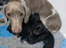 health tested miniture dachshunds