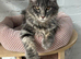 Giant Maine Coons TICA reg