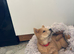 Last 2 girl chows £1000