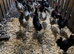 Ex commercial blue eggers