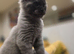 Purebred Maine Coon Kittens with Pedigree