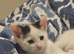 Black and White Kittens Ready to Go