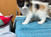 2 beautiful half Persian kittens for sale