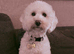cockapoo <3