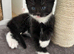4 kittens ready to go this weekend