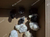 Chicks and 3 ducklings
