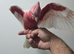 Stunning super tame lutino galah Cockatoo