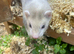 Silver female ferret kits