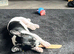 Dapple female puppy 6 months old.