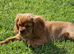 Cavalier King Charles Spaniel Puppies
