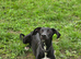8 month old whippet lurcher dog