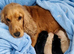 Cockerdor puppy