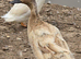 Ducks & Drakes