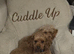Toy poodle male for sale