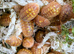 Armadillidium granulatum Granulated Isopod x10