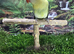 Dilutes and fallow lovebirds
