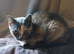 Lovely cat