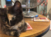 A beautiful tortoise shell little girl kitten