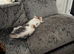 Pedigree female Mainecoon