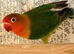 DNA’d Females lovebirds for sale.