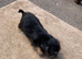 Jack Russell puppies