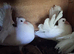 Homebred young Garden Fantail Pigeons/Doves