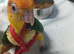 Hand-reared yellow thighed caiques