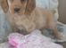 Working cocker spaniel