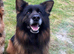 STUD KC REG, LARGE LONG HAIRED GSD
