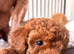 Beautiful KC registered Red toy poodle Girls