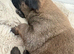 For sale belgain Shepard cross