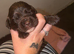 6 Sprocker spaniel pups
