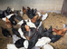 POL Pullets
