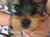 Pure yorkshire terrier