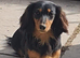 Miniature dachshund