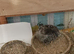Pair of Tiny Button Quails 1 x BOY and matching FEMALE for £12 the pair both 6 weeks old