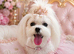 ESPONJOSO Asian Maltipoo 4*Council Licensed