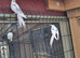 Pair of Cockatiels For Sale