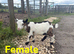 Pygmy goats