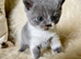 British Shorthair male Kitten