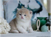 boy golden lilac with white