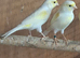Mosaic canaries