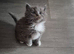 Stunning Siberian/Neva masquerade babies