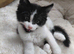 Lovely BOY! Housecat, long hair kitten for sale