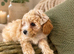 UPDATED-READY NOW Adorable maltipoo puppies