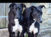 WELL BRED BITCH PUPPY LINEAGE OUTSTANDING POTENTIAL