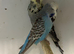 Breeding pair exhibition budgies