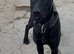 Mali x Doberman female