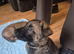 German shepherd crossed malinois